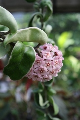 Variegated Hindu Rope, Porcelain Flower, Hoya carnosa 'Picta'
